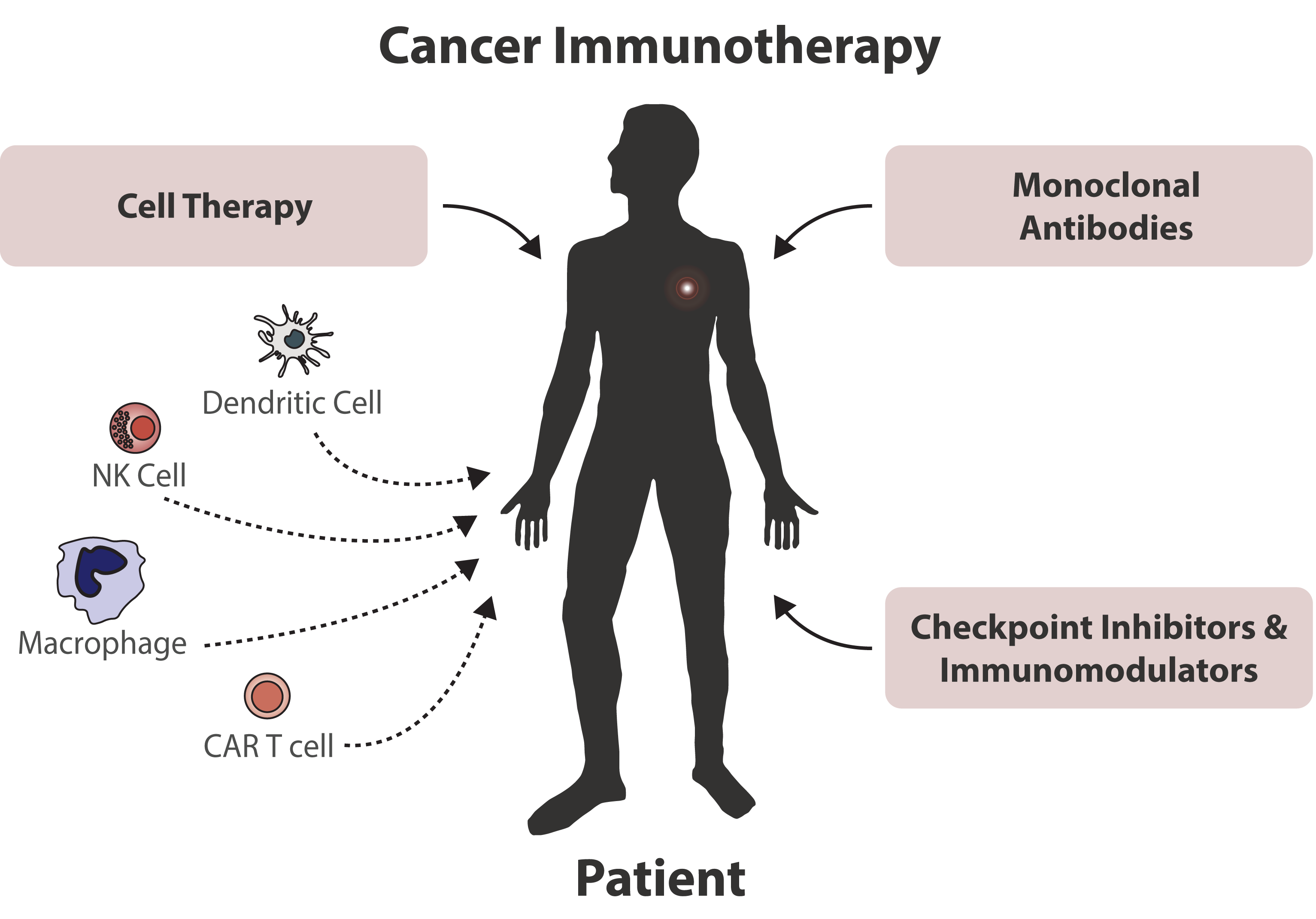 Терапия против рака. Иммунотерапия злокачественных опухолей. Иммунотерапию раковых опухолей. Иммунотерапия при злокачественных опухолях. Иммуно- и биологическая терапия.